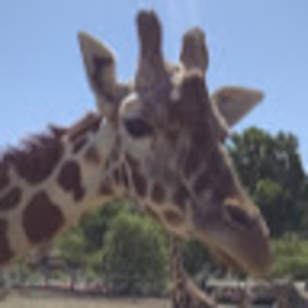 Meet your Posher, Bridget